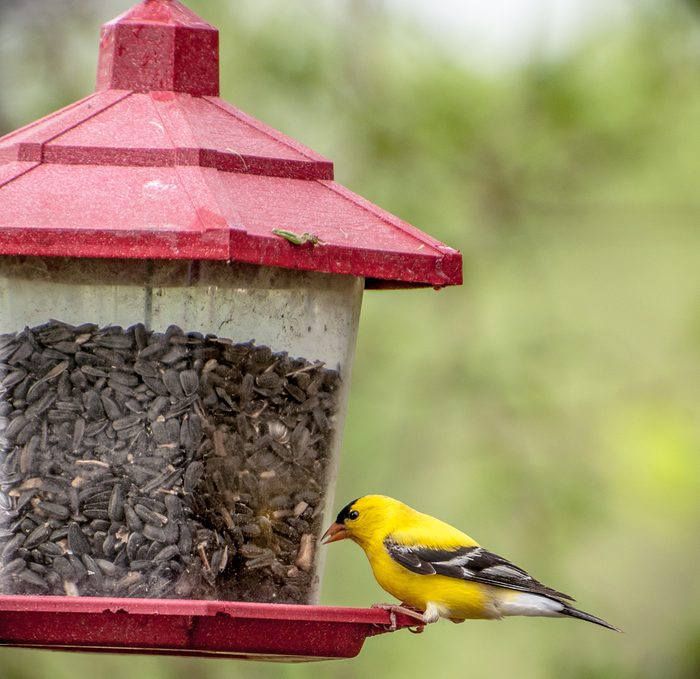 Eastern Goldfinch on a bird feeder photographed in Waterloo, Iowa / Eastern Goldfinch