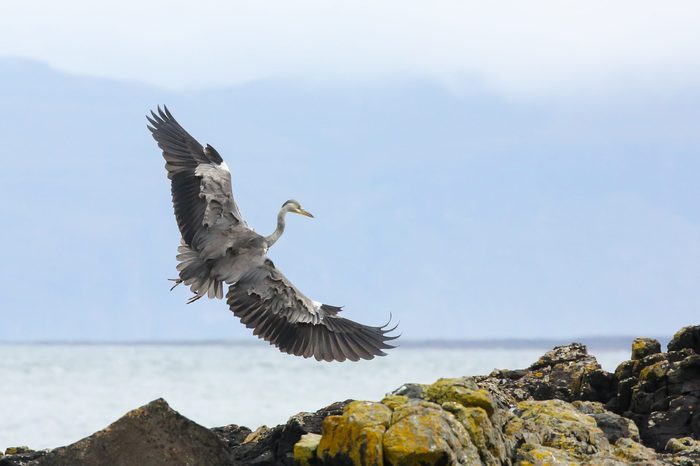 Grey Heron