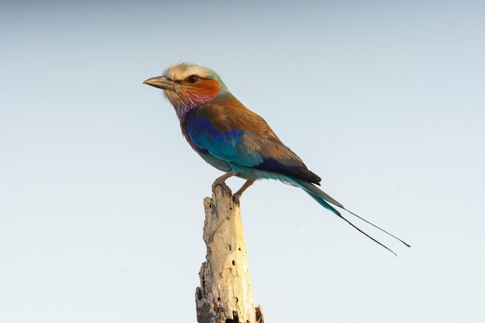 Lilac-breasted roller