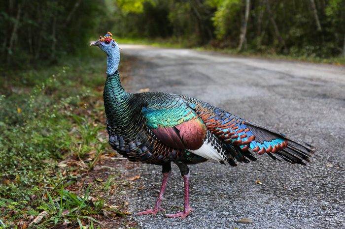 Ocellated Turkey