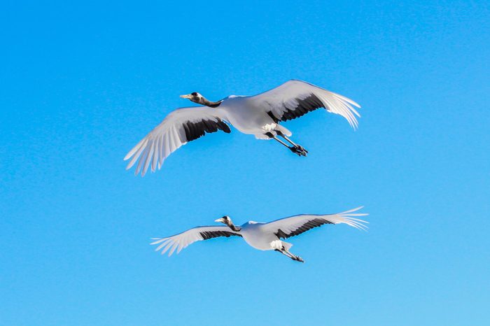 Red-crowned crane,