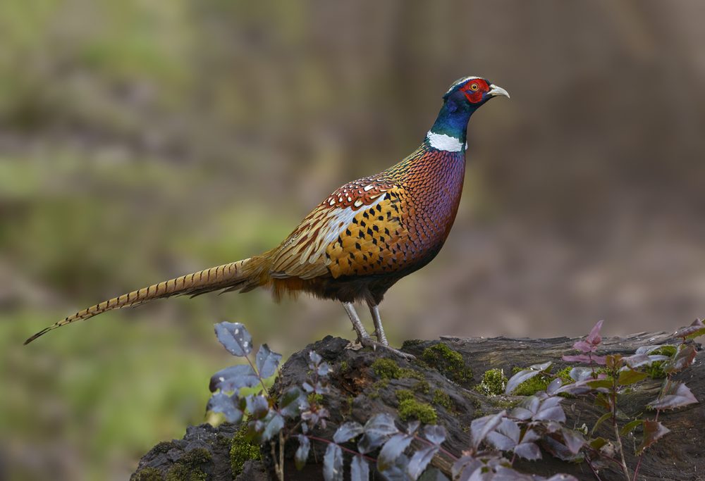 Male Ring-necked Pheasant (Phasianus colchicus ) - Victoria BC, Canada