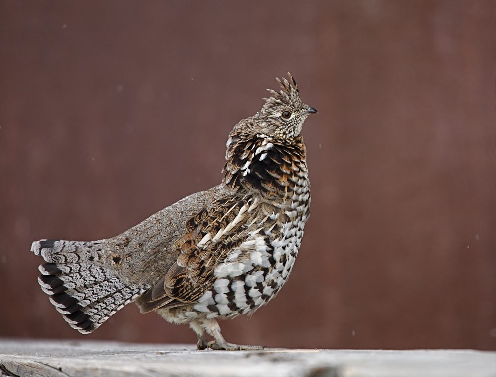 Ruffed Grouse, Bonasa umbellus, the state bird of Pennsylvania; upland game bird hunting