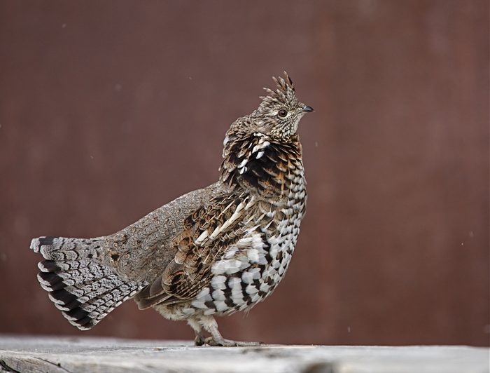 Ruffed Grouse, Bonasa umbellus, the state bird of Pennsylvania; upland game bird hunting