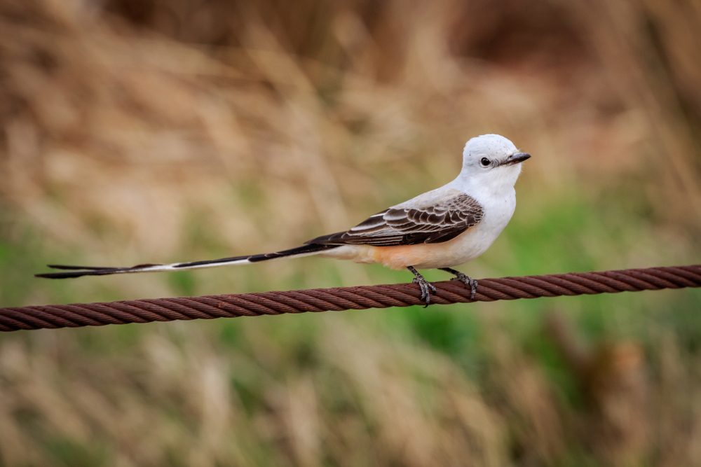 An elegant Scissor-tailed Flycatcher (Tyrannus forficatus) sitting on a wire.