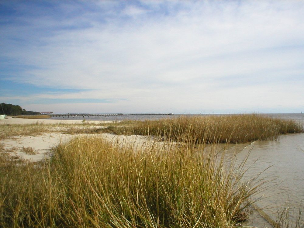 Seagrass at the beach at Ocean Springs, Mississippi