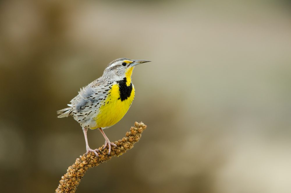 A Western Meadowlark perched on shrub, Colorado, spring time.