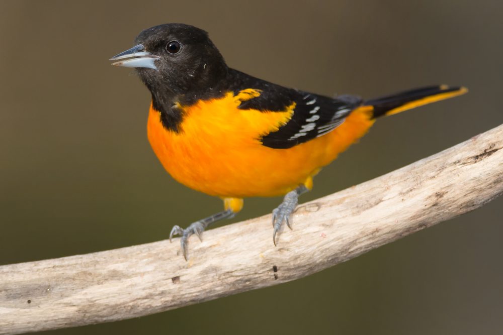 Male Baltimore Oriole perched on a dead branch.