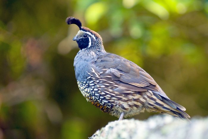 The California quail (Callipepla californica), also known as the California valley quail or valley quail, is a small ground-dwelling bird in the New World quail family.