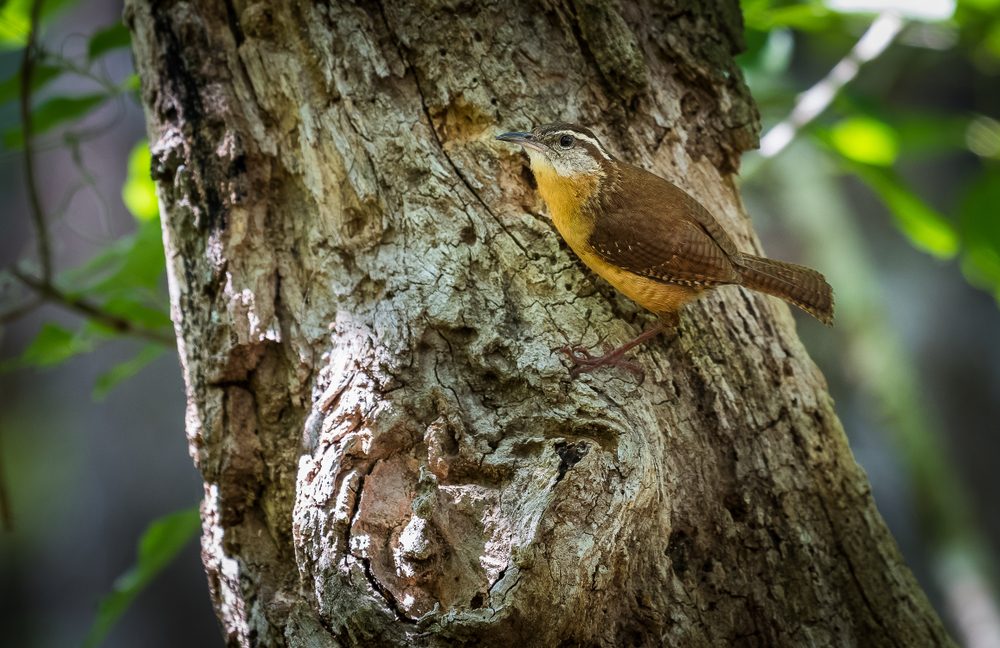 Carolina wren spotted at Lettuce Lake Park in Tampa Florida 