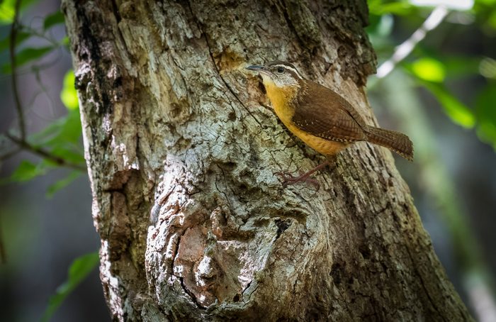 Carolina wren spotted at Lettuce Lake Park in Tampa Florida