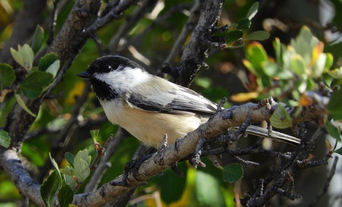 closeup of black-capped chickadee in the forest of the randall davey audobon center and sanctuary near santa fe, new mexico