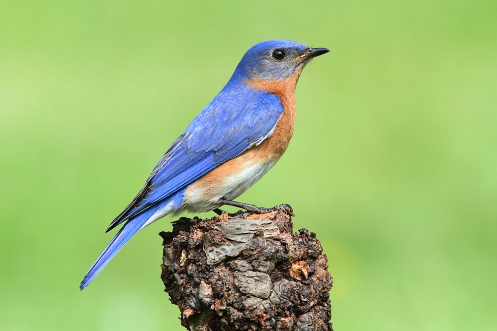 Male Eastern Bluebird (Sialia sialis) on a perch with a green background