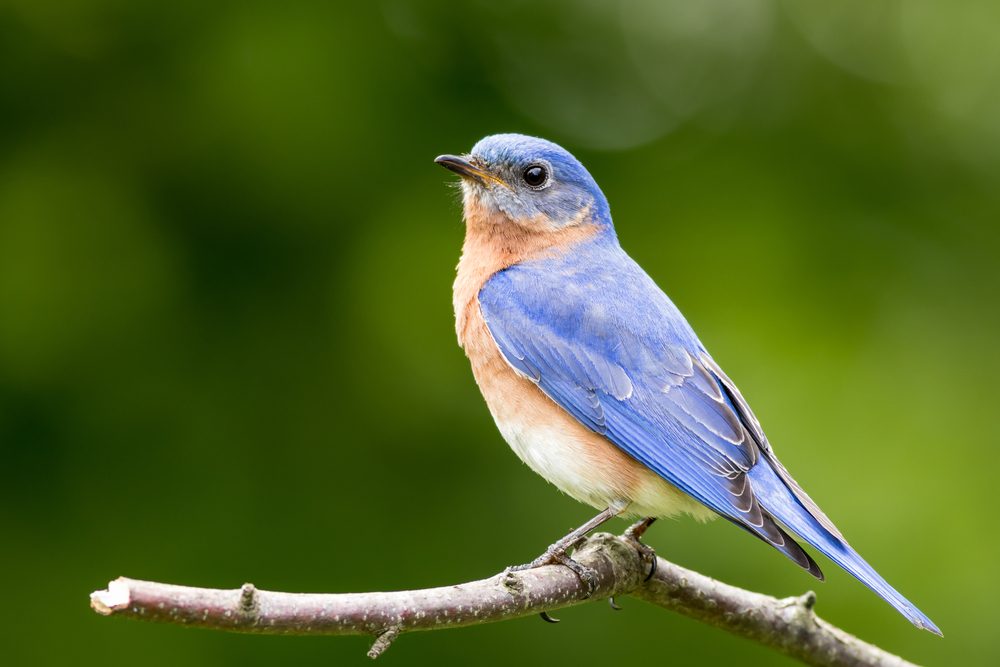 Eastern Bluebird (Sialia sialis) male perched on stump with green bokeh background