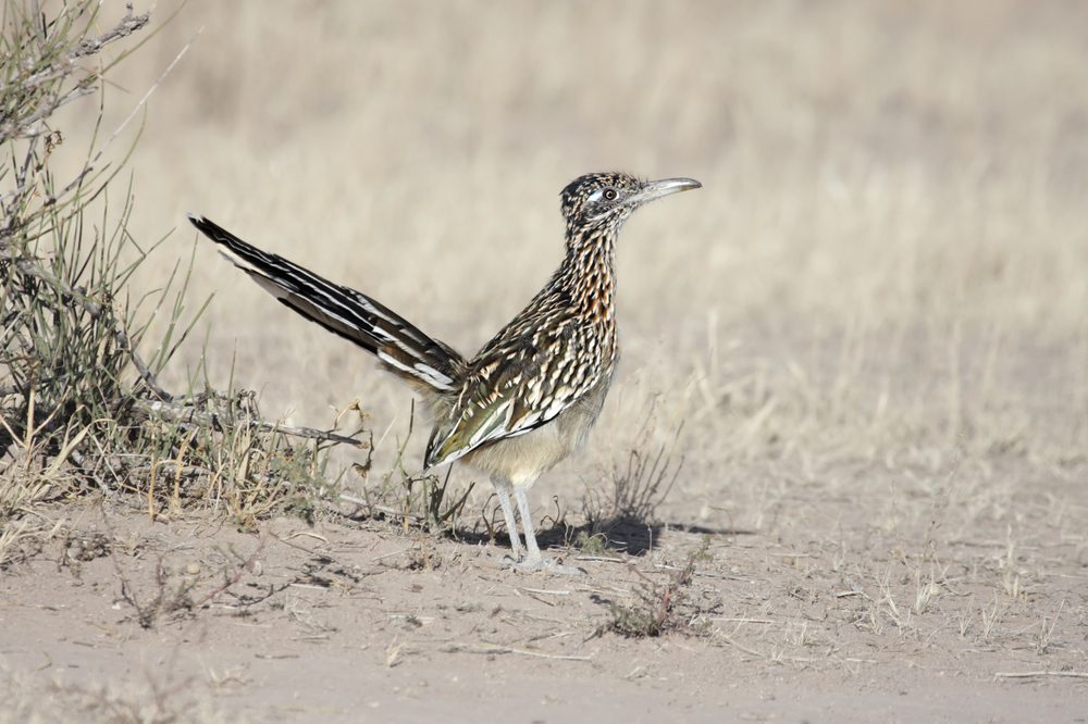 Greater Roadrunner (Geococcyx californianus) in the New Mexico desert