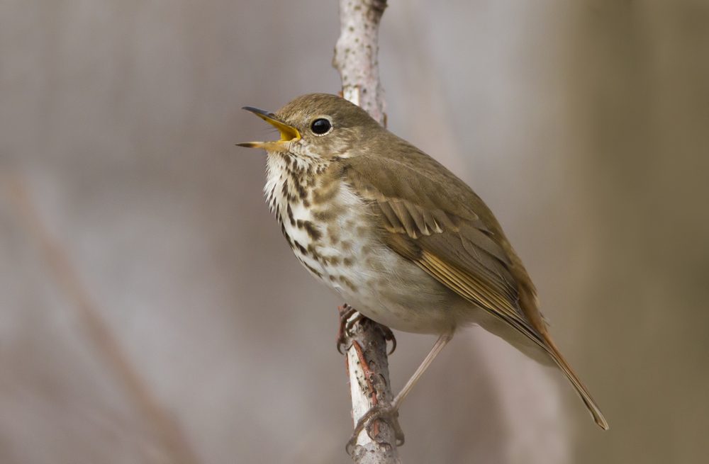 Singing Hermit Thrush (Catharus guttatus) in spring migrant sitting in tree