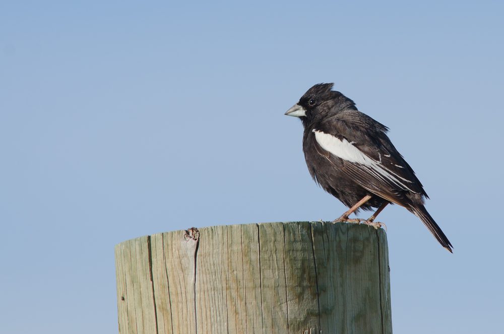 Lark bunting on post, state bird of Colorado