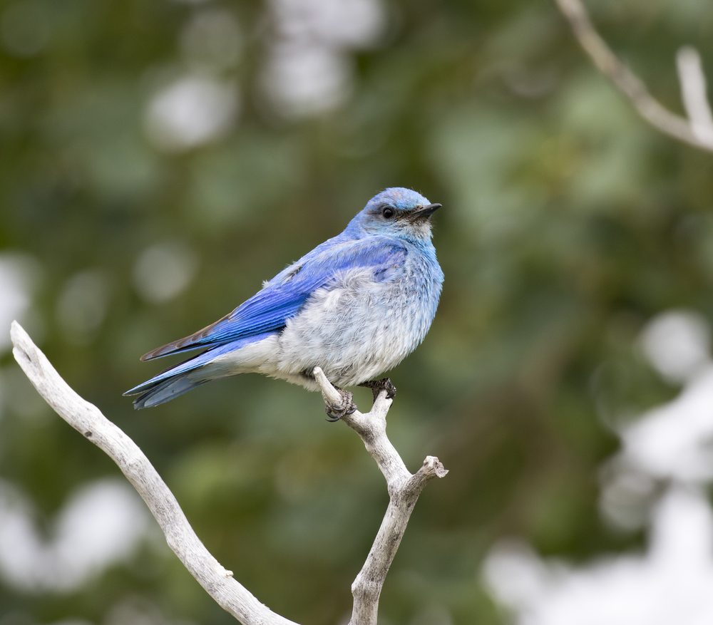 Male mountain bluebird sitting on a branch