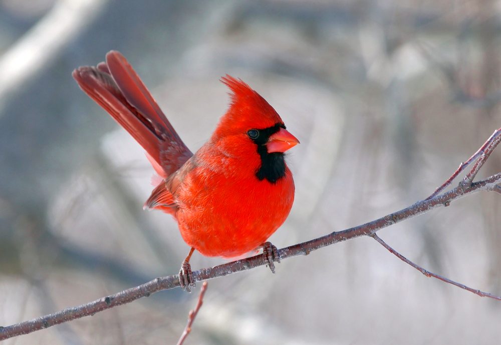 Northern Cardinal