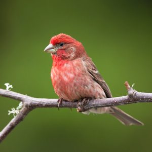 A male purple finch displays his bright breeding plumage as he perches on a barren branch