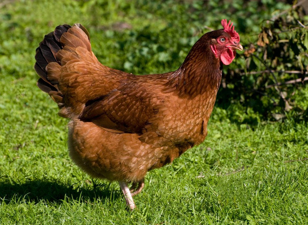 One young brown Rhode Island Red hen chicken portrait, bird posing in fresh grass at free range yard, red comb on head. Horizontal orientation, photo taken in Poland.