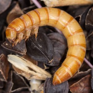 Mealworms are the larval form of the mealworm beetle, Tenebrio molitor, a species of darkling beetle pest of grain and grain products as well as home products, on buckwheat