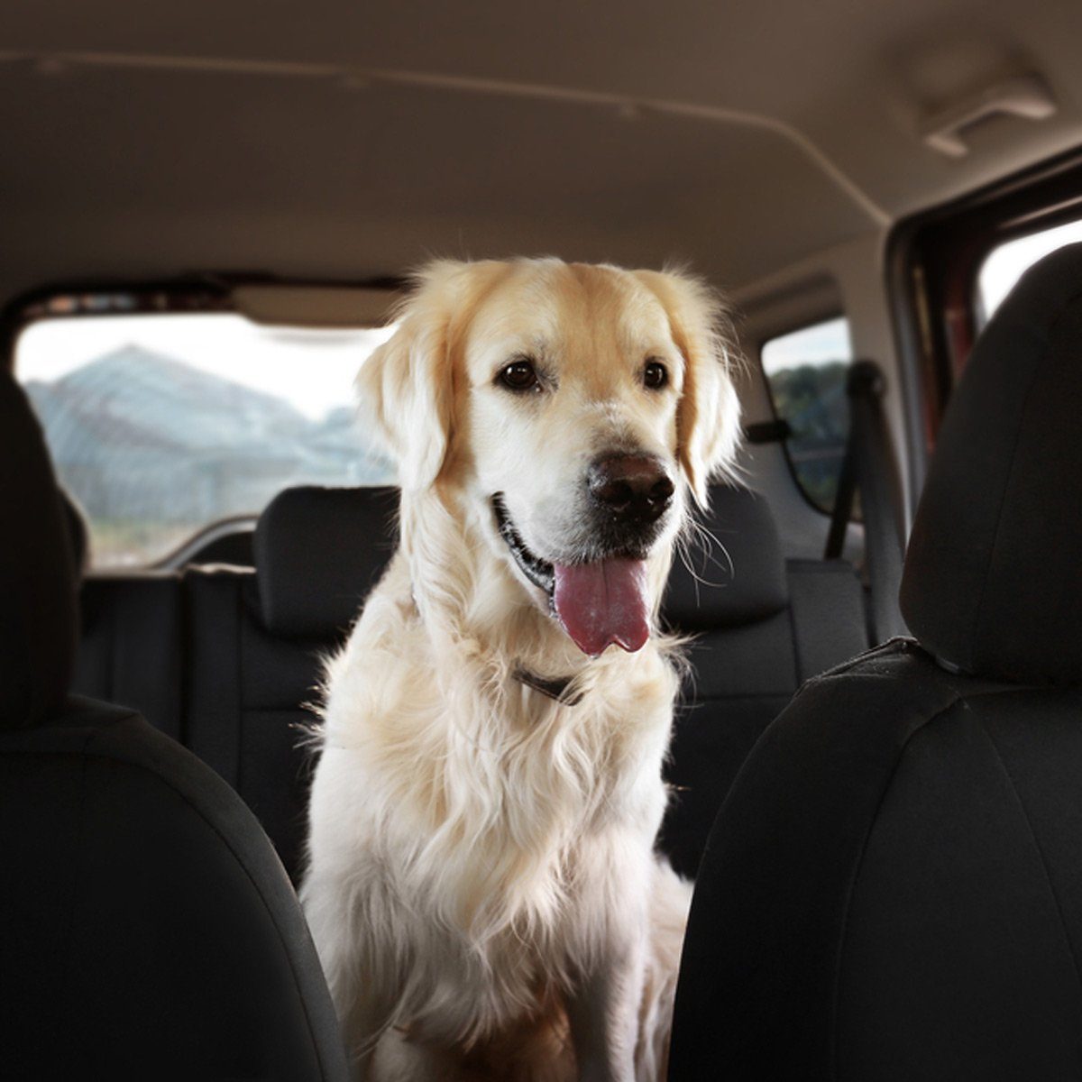 dog in car clean pet fur hair