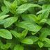 Whatâ€™s the Difference Between Peppermint and Spearmint?