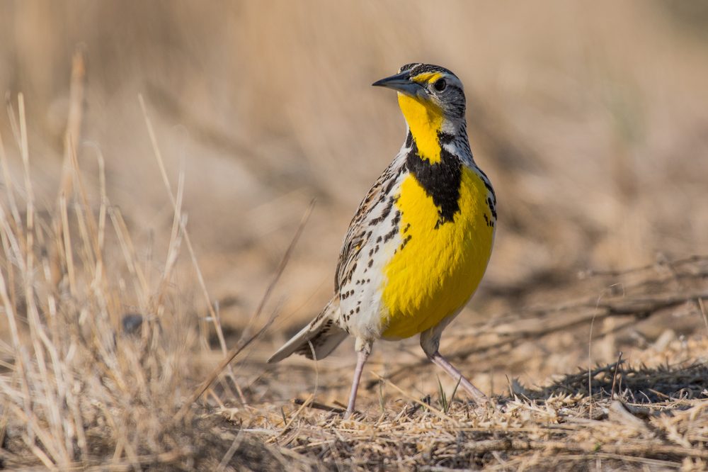 Western Meadowlark Poised in the Sunshine