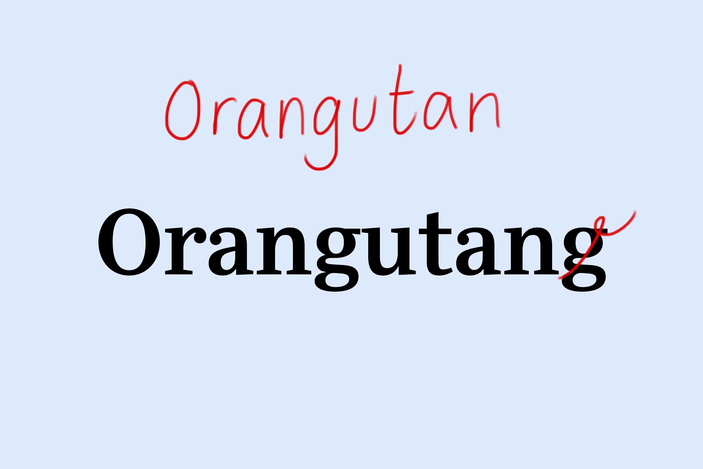 orangutan