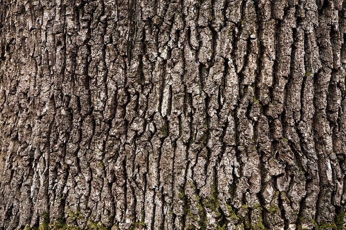 Tree bark texture