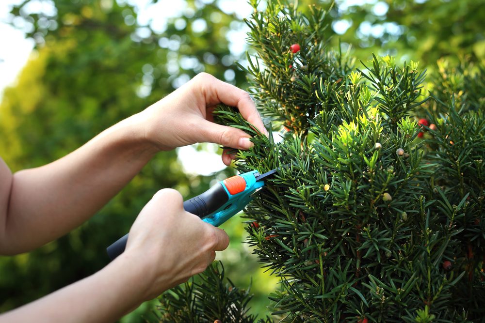 Cut bush in the garden. Gardener pruned yew shrub shears.