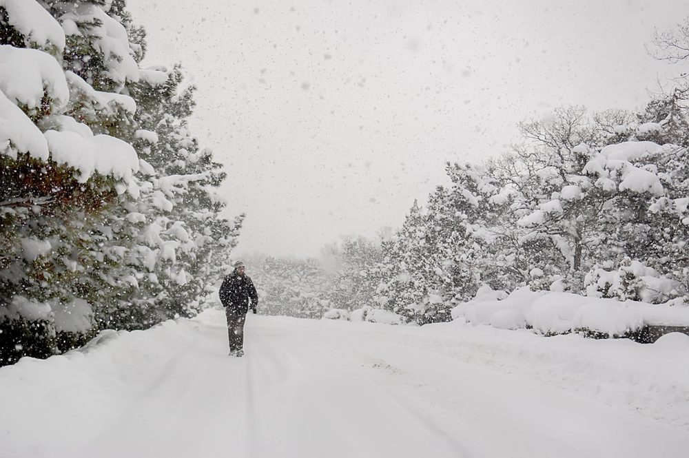 Blizzard, strong snowstorm, snow-covered trees. A silhouette lone man walking along a forest road under the winter snowstorm