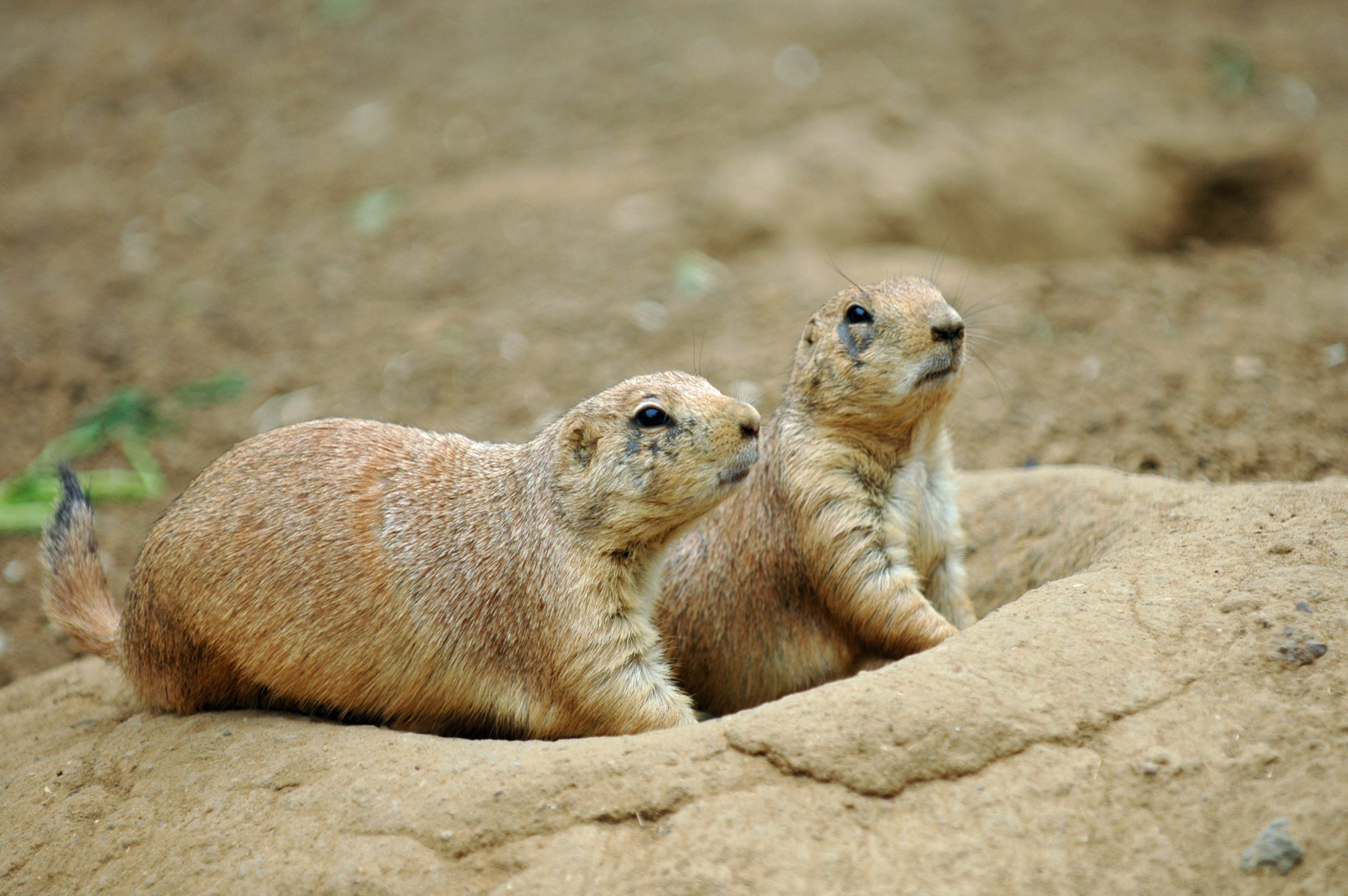 Groundhogs