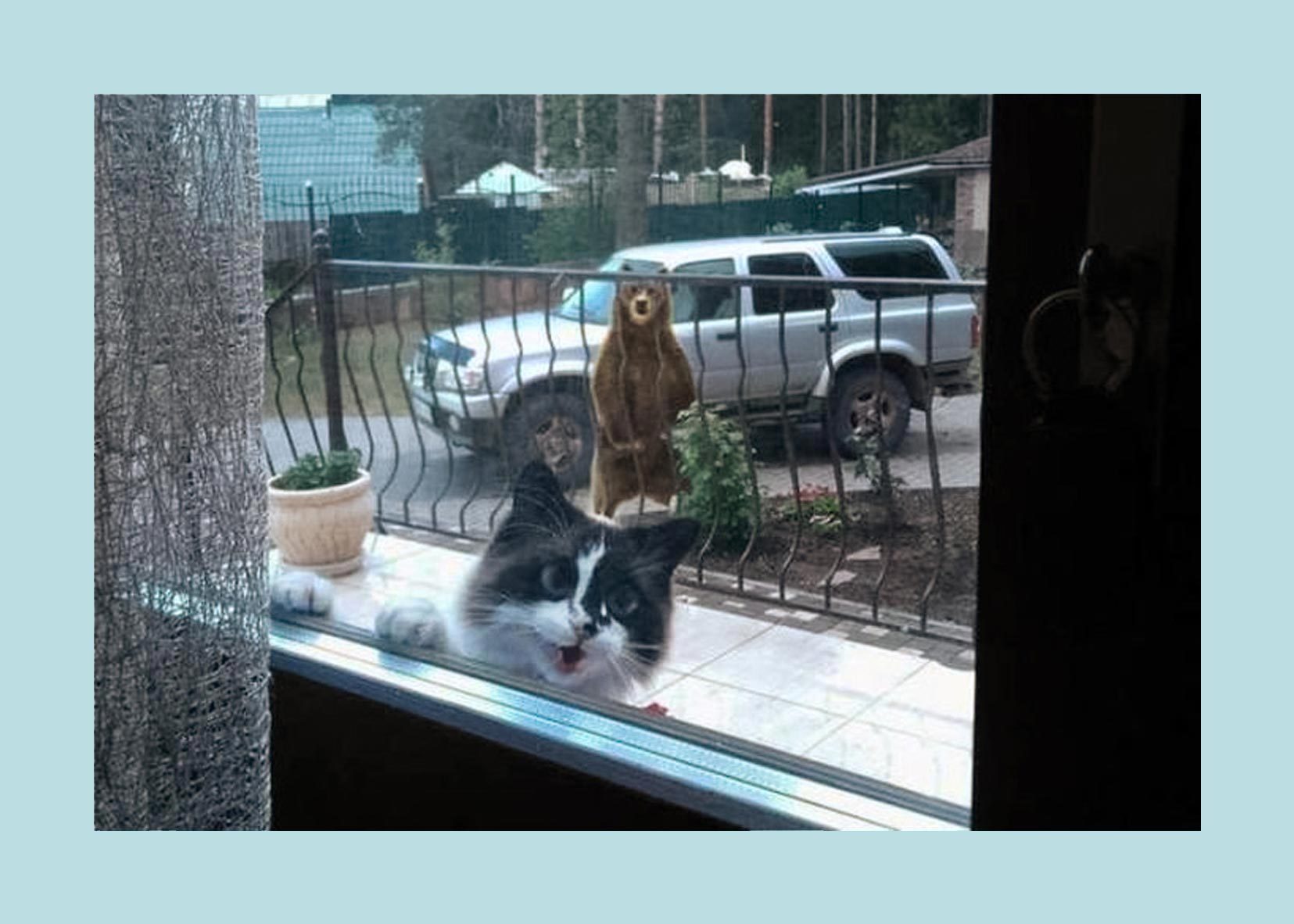 Bear looking at cat