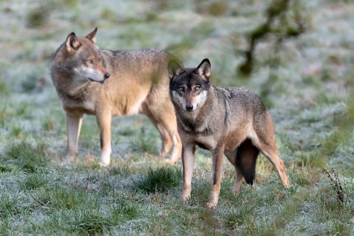 Grey Wolfs at the Wildpark in Silz, Germany - 11 Dec 2018