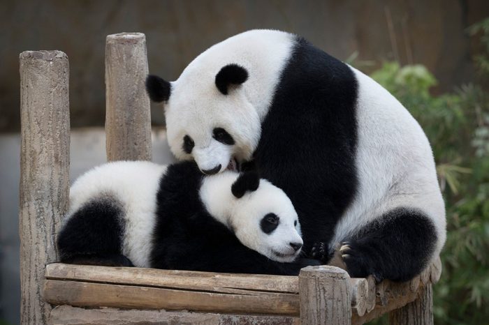 Panda Birthday, Kuala Lumpur, Malaysia - 14 Jan 2019