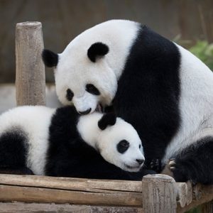 Panda Birthday, Kuala Lumpur, Malaysia - 14 Jan 2019