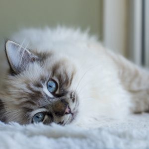 Ragdoll Kitten