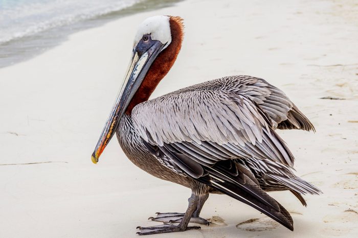 VARIOUS Brown pelican (Pelecanus occidentalis) at shore, Tortuga Bay, Santa Cruz or Indefatigable Island, Galapagos, Ecuador