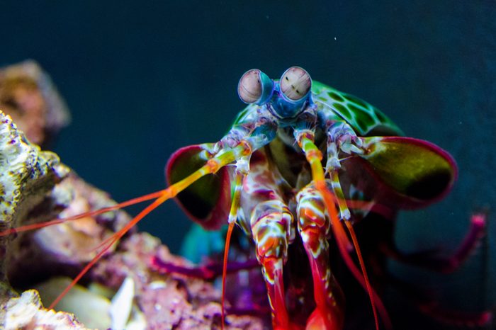 Peacock Mantis Shrimp investigating its tank