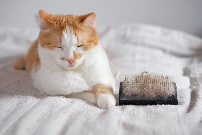 relaxed cute cat and a comb full of pet fur