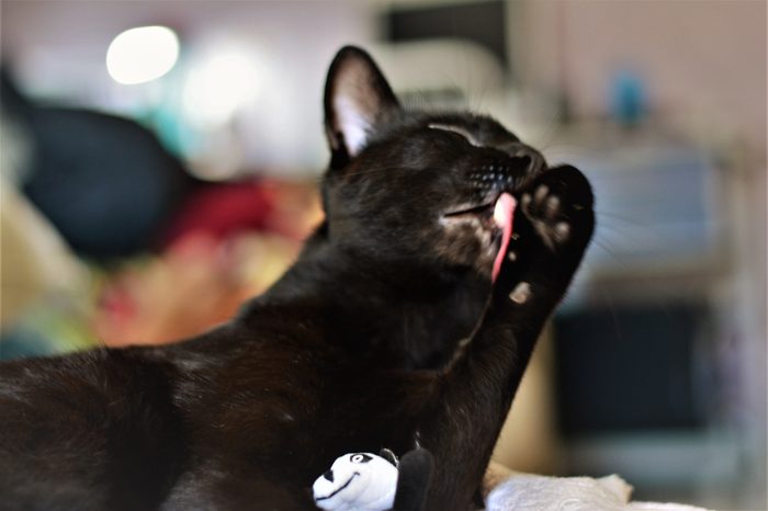 Black cat licking the paws