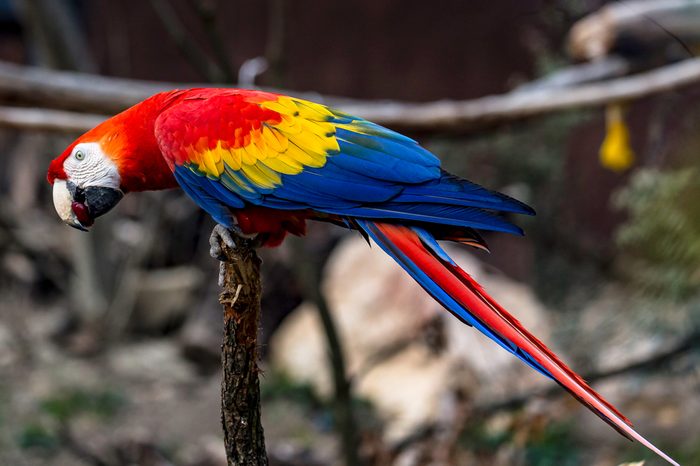 The scarlet macaw (Ara macao) is a South American parrot,