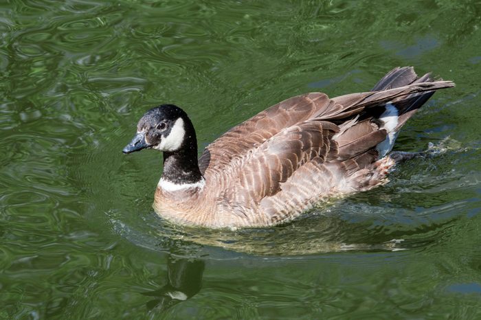 Aleutian Cackling Goose (Branta hutchinsii leucopareia) in zoo, Moscow, Russia