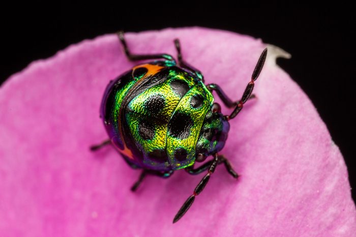 Colourful baby bugs Chrysocoris stollii on greens leaves from macro photography with blurry backgrounds