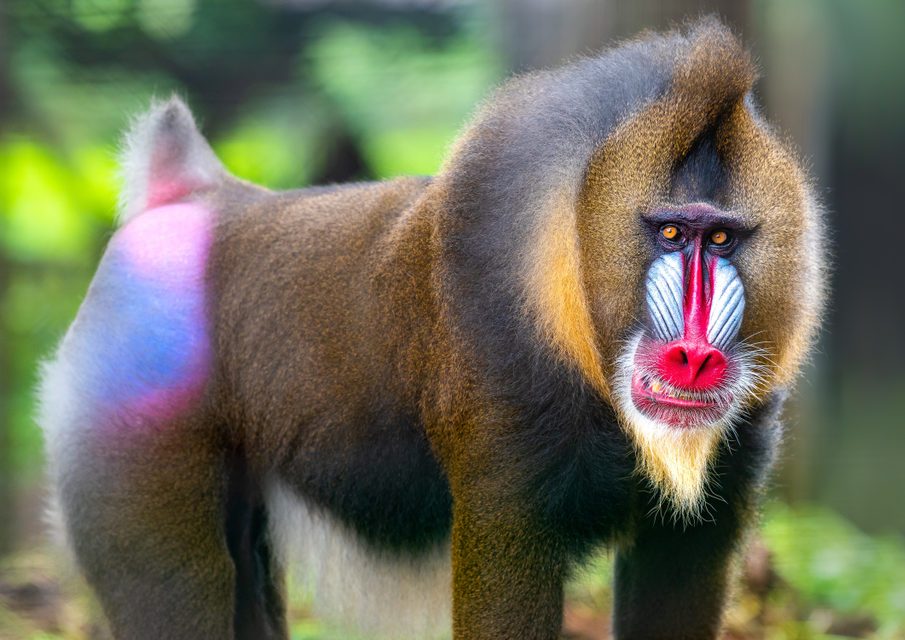 Beautiful mandrill portrait closeup, baboon monkey with colorful face and butt. Limbe wildlife center, Cameroon, West Africa. African wildlife apes.