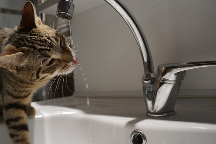 Adorable cat drinking from a faucet