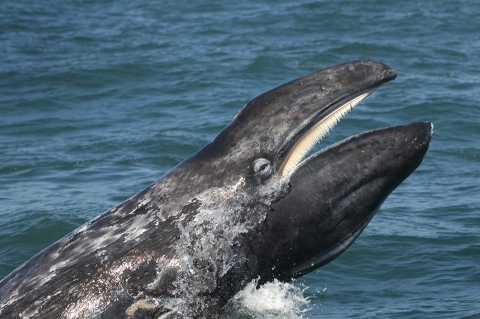 VARIOUS Gray whale (eschrictius robustus) A gray whale trailng water from its mouth and showing the baleen. Gulf of California.