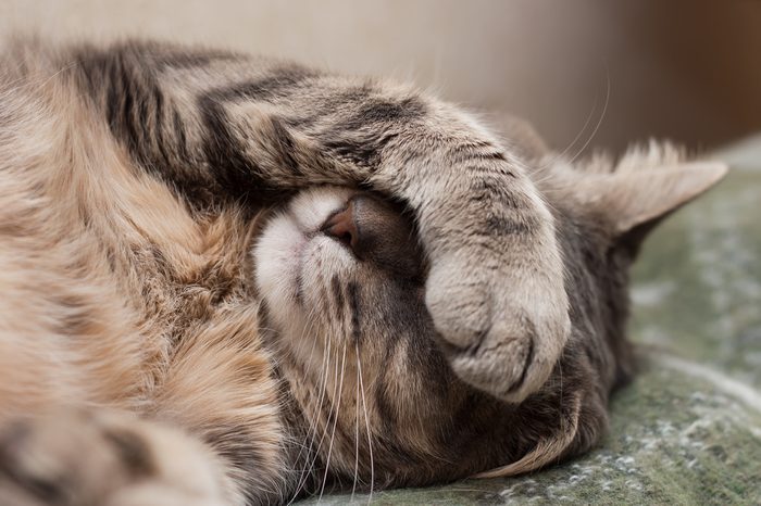 Cute sleeping gray domestic cat closeup portrait